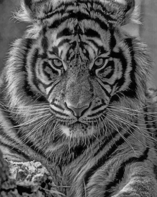 Black And White Tiger paint by numbers