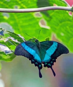 Black And Blue Butterfly paint by numbers