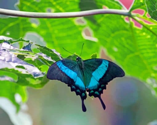 Black And Blue Butterfly paint by numbers