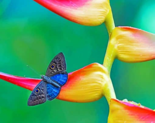 Black And Blue Insect paint by numbers