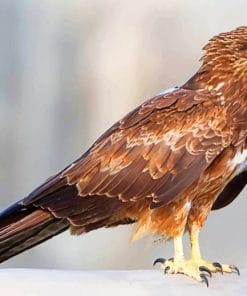 Black kite Bird paint by numbers