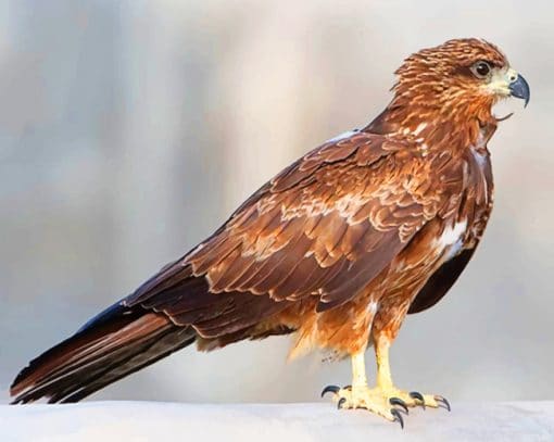 Black kite Bird paint by numbers