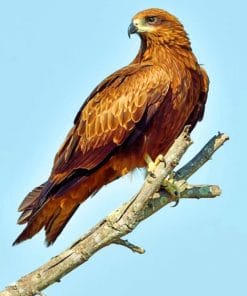 Black kite paint by numbers