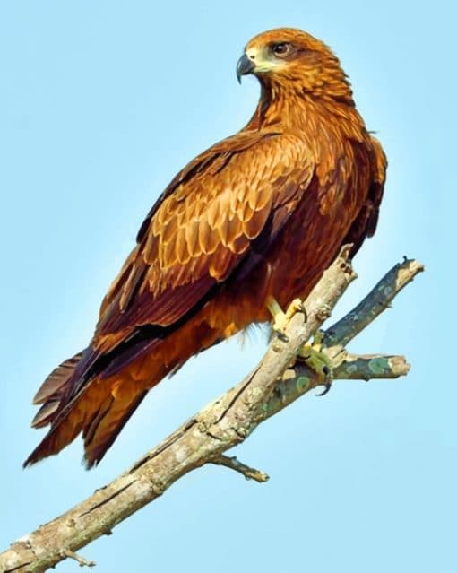 Black kite paint by numbers