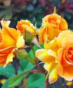 Blooming Orange Roses paint by numbers