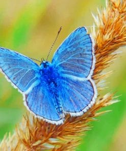 Blue Butterfly paint by numbers