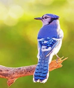 Blue Jay paint by numbers