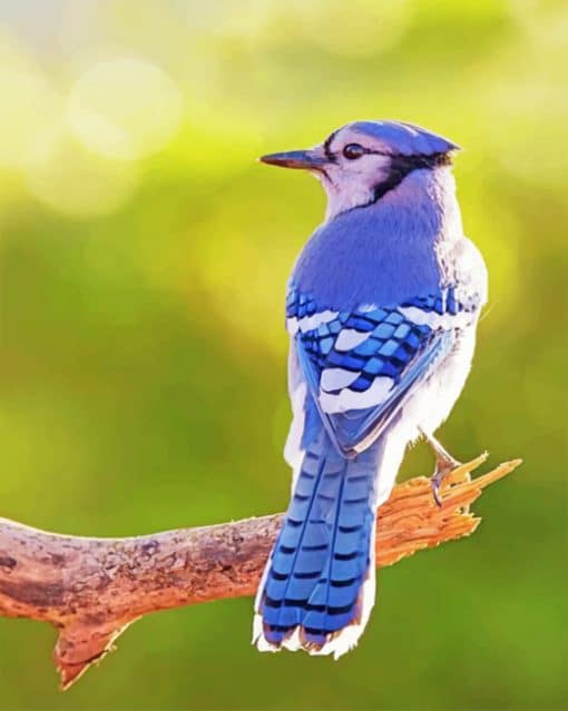 Blue Jay paint by numbers