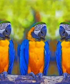 Blue And Yellow Macaws Paint by numbers