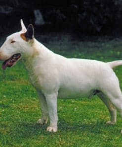 Bull Terrier Paint by numbers