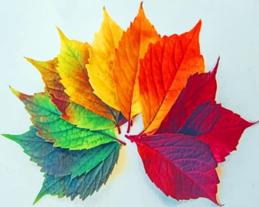 Colorful Leaves paint by numbers