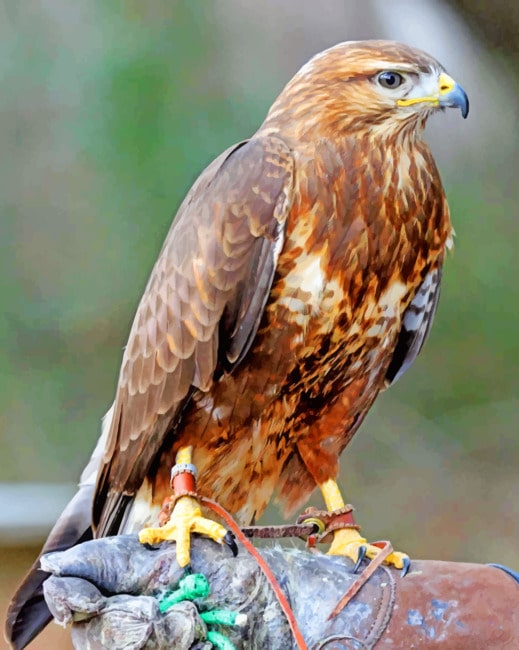 Common Buzzard Paint by numbers