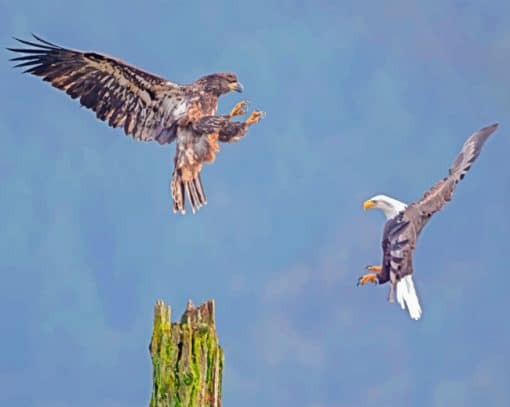 Flying Eagles paint by numbers