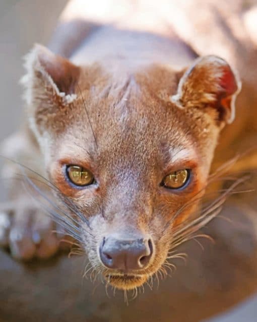 Fossa Paint by numbers