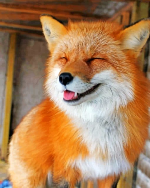 Happy Fox paint By Numbers