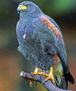 Harris's Hawk paint by numbers