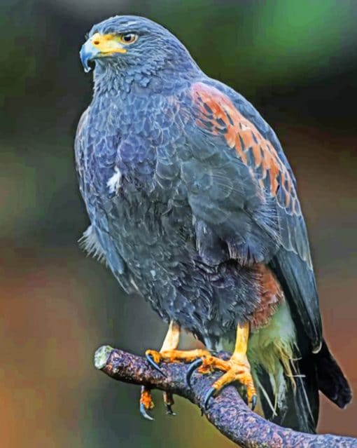 Harris's Hawk paint by numbers