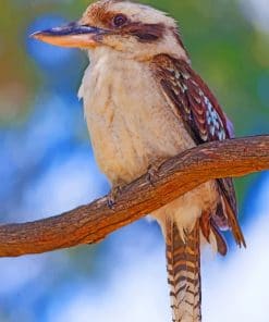 Laughing Kookaburra Paint by numbers