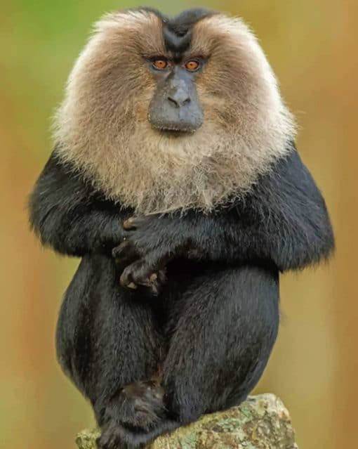 Lion Tailed Macaque paint by numbers