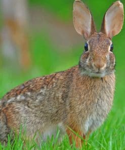 Mexican Cottontail Paint by numbers