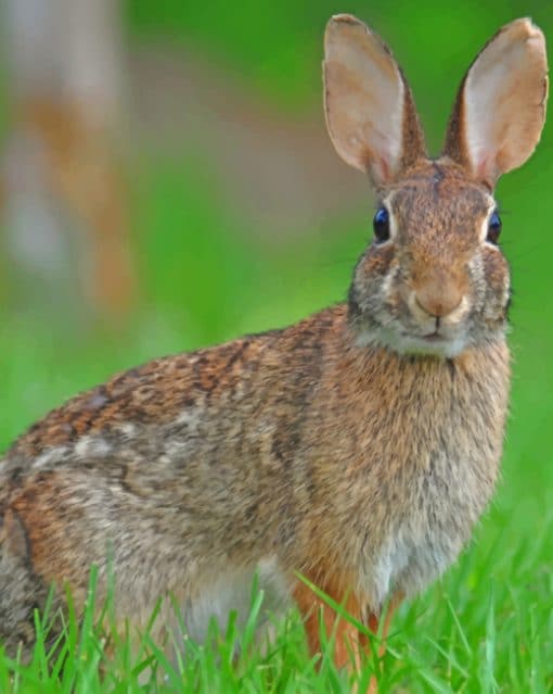 Mexican Cottontail Paint by numbers