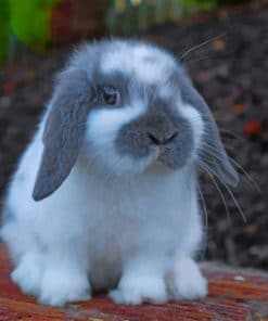 Mini Lop paint by numbers