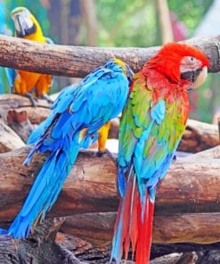 Multicolored Macaws paint by numbers