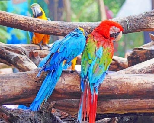 Multicolored Macaws paint by numbers