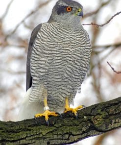 Northern Goshawk paint by numbers