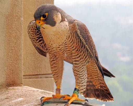 Peregrine Falcon Paint by numbers