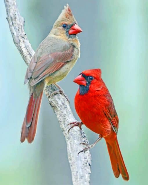 Red And Brown Birds paint by numbers