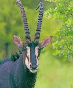 Sable Antelope Paint by numbers