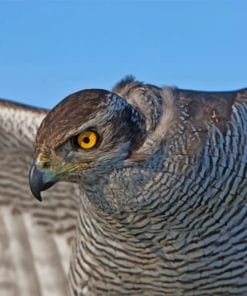 Saker Falcon Paint by numbers