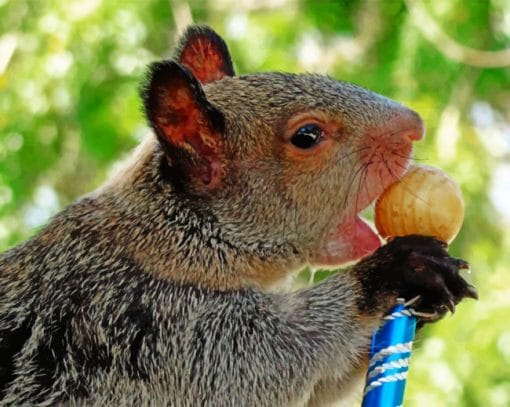 Tree Squirrel Paint by numbers