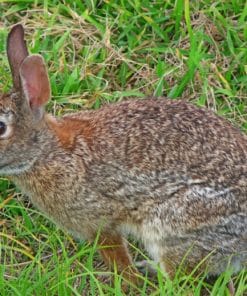 Tres Marias Rabbit Paint by numbers