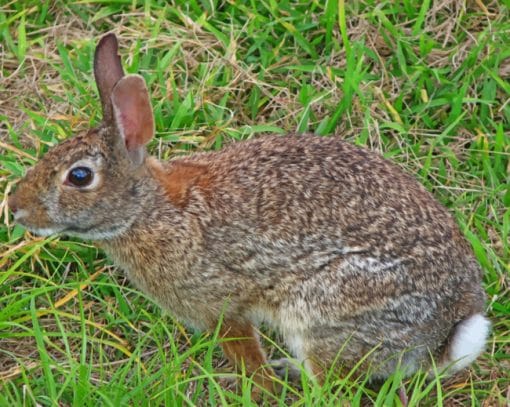 Tres Marias Rabbit Paint by numbers