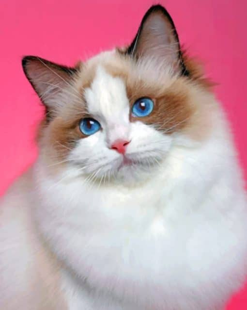 White Ragdoll paint by numbers