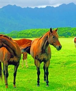 Wild Horses paint by numbers