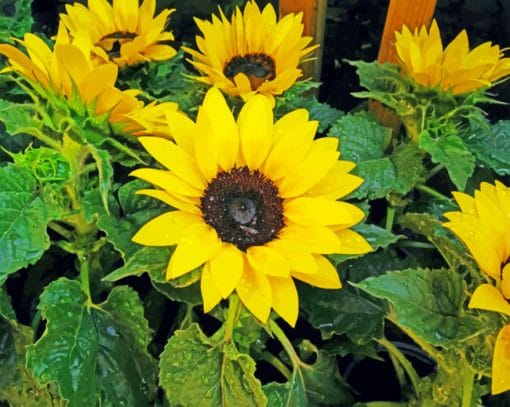 Yellow Blooming Sunflowers paint by numbers