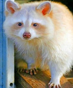 Albino Raccoon paint By Numbers