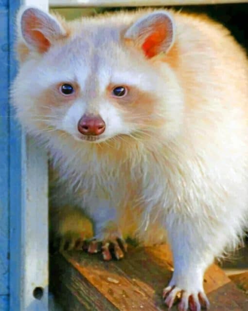 Albino Raccoon paint By Numbers