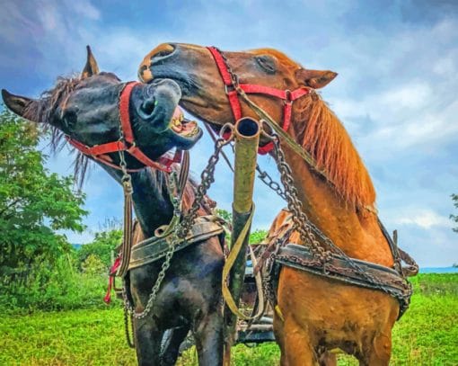 Black And Brown Horse Paint By Numbers