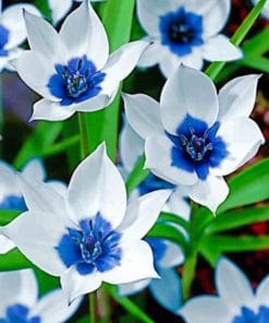 Blue And White Flowers paint By Numbers