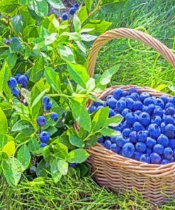 Blueberry Denise On Basket paint by numbers