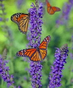 Butterflies On A Flower paint by numbers