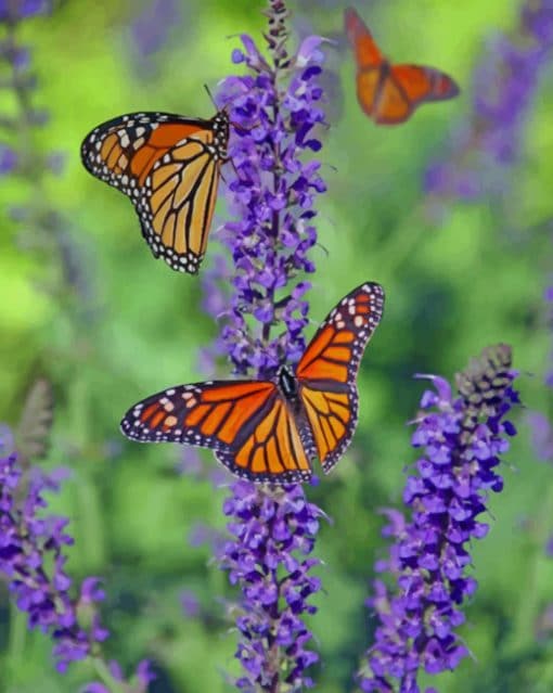 Butterflies On A Flower paint by numbers