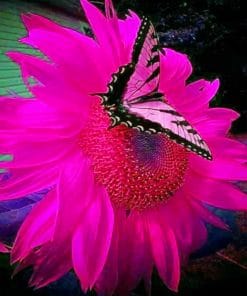 Butterfly On Pink Flower paint By Numbers