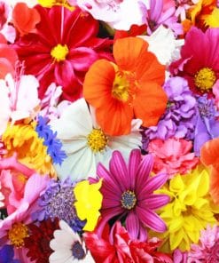 Colorful Flowers paint by numbers