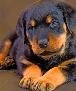 Cute Baby Rottweiler Paint by numbers