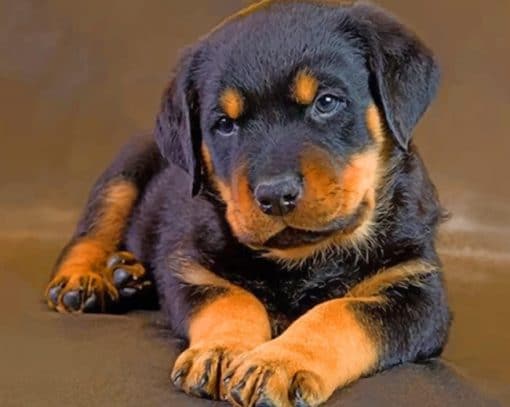 Cute Baby Rottweiler Paint by numbers